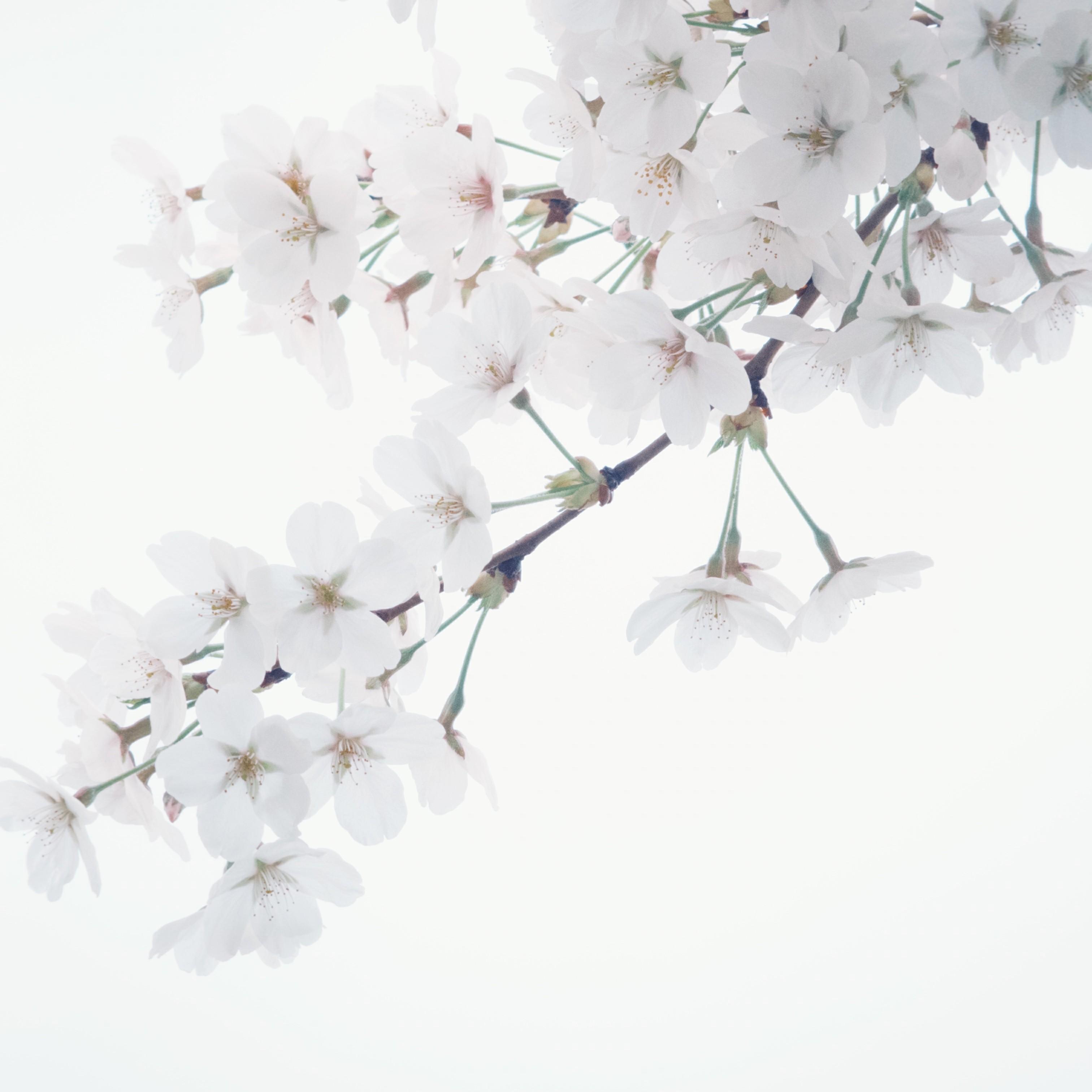 Blooming Day(Get, Set, Go!现场)