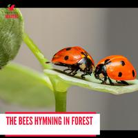 The Bees Hymning in Forest