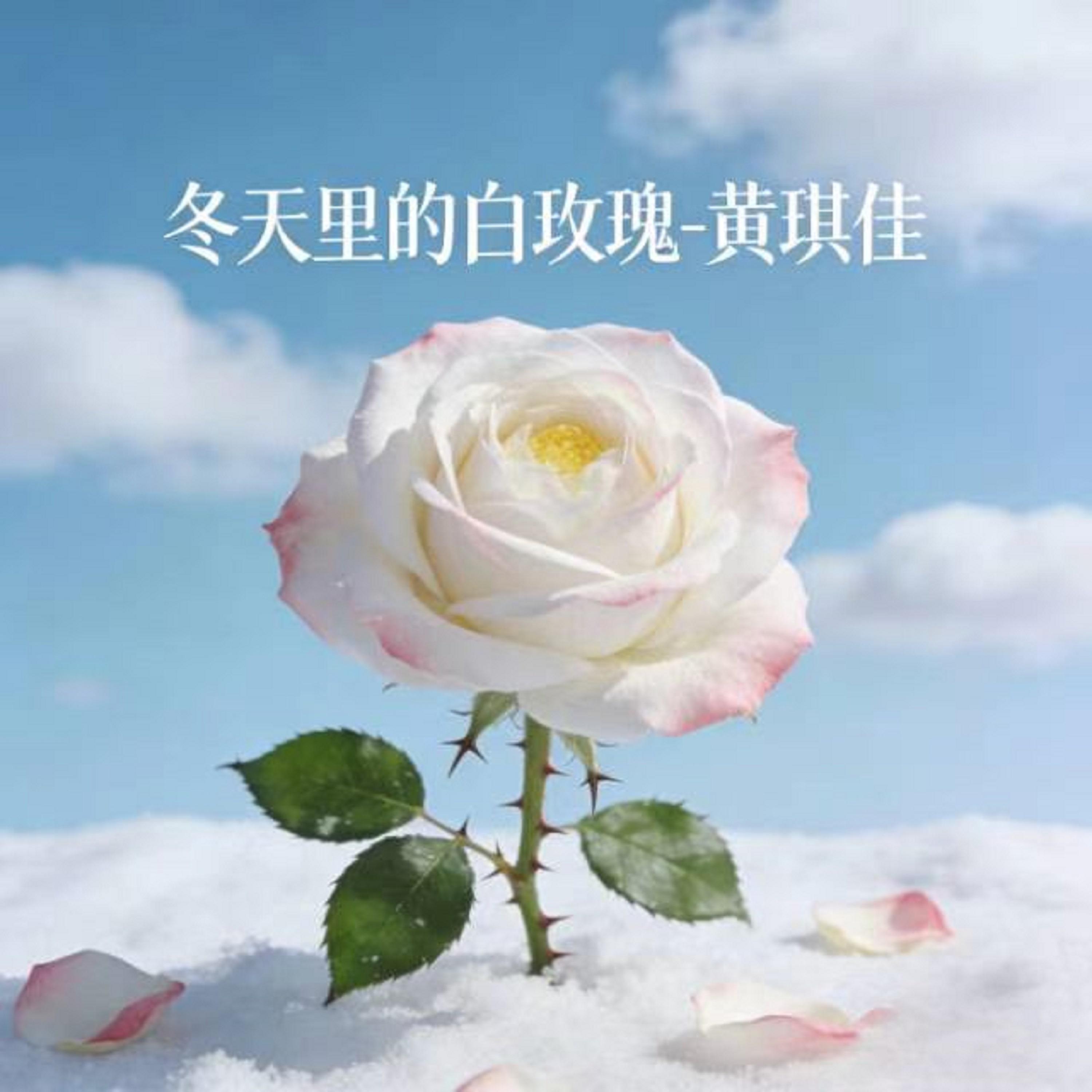 冬天里的白玫瑰 (烟嗓版)封面