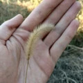 狗尾草(DJ版)封面