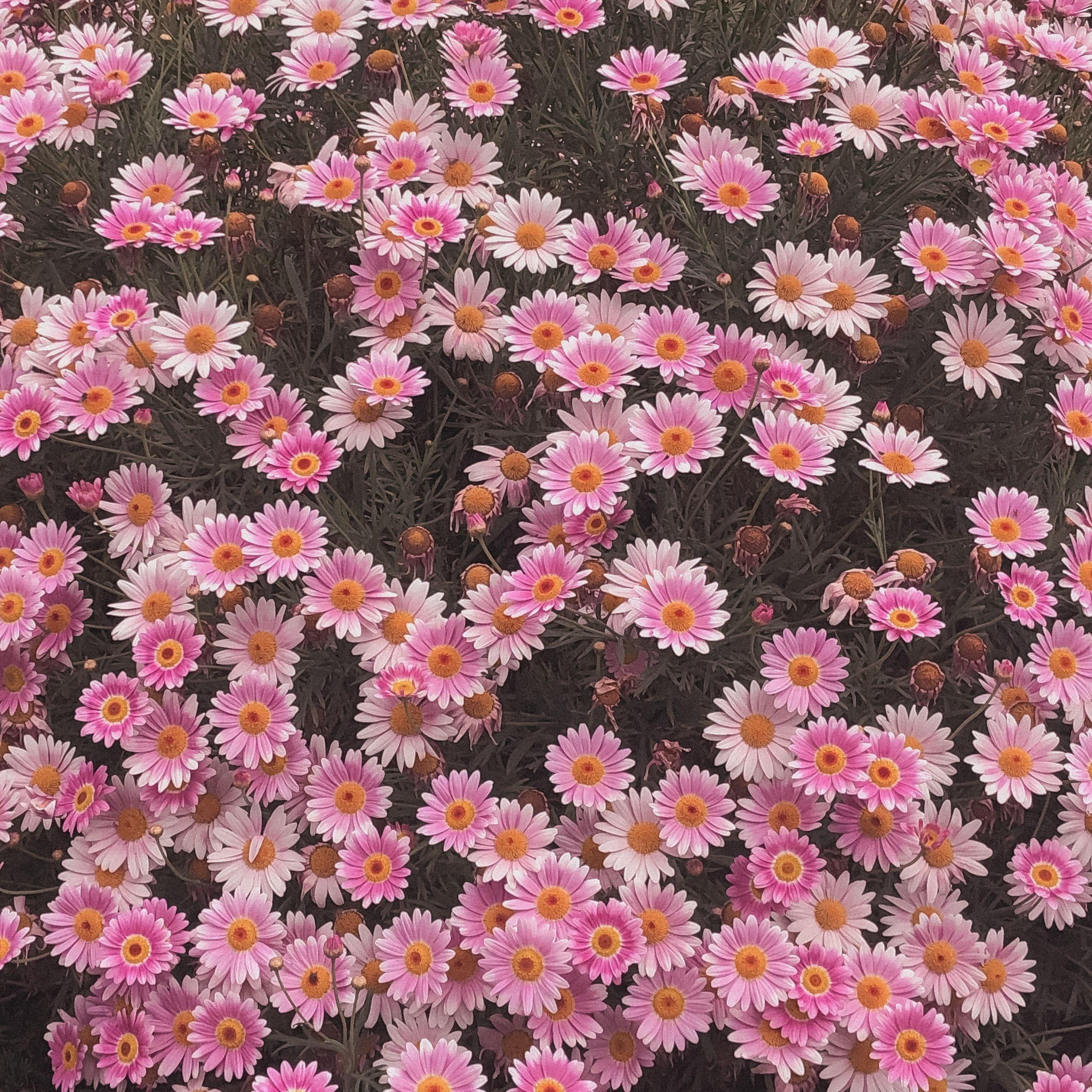 李早
