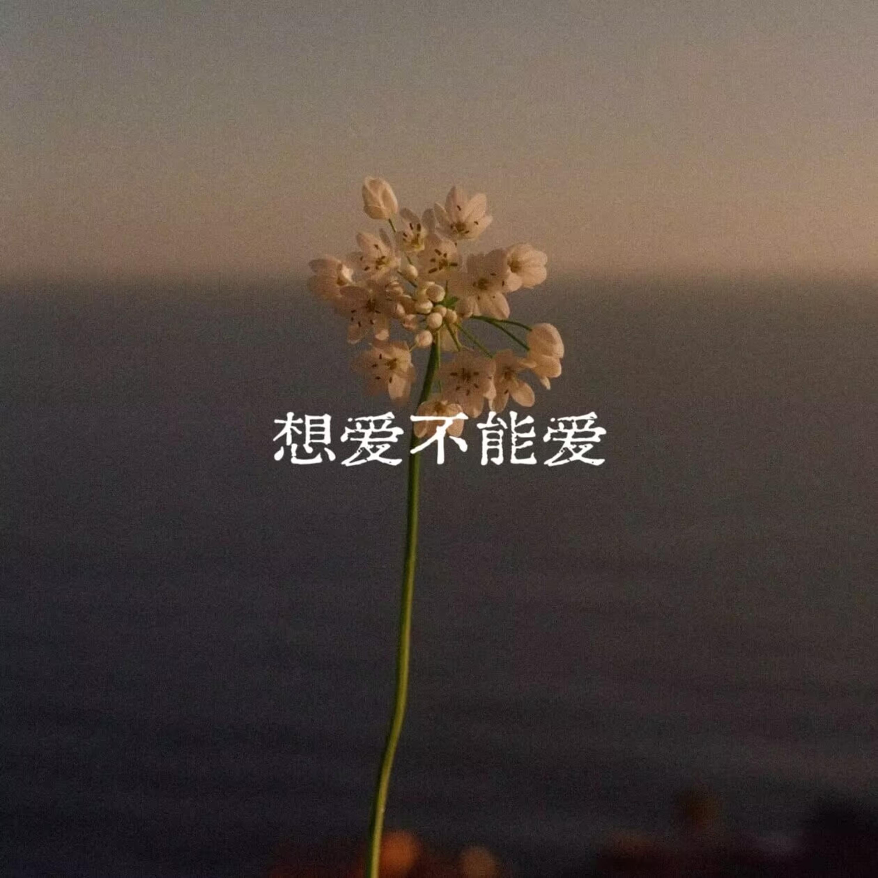 想爱不能爱封面