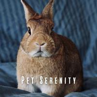 Pet Serenity: Harmonious Chill Music