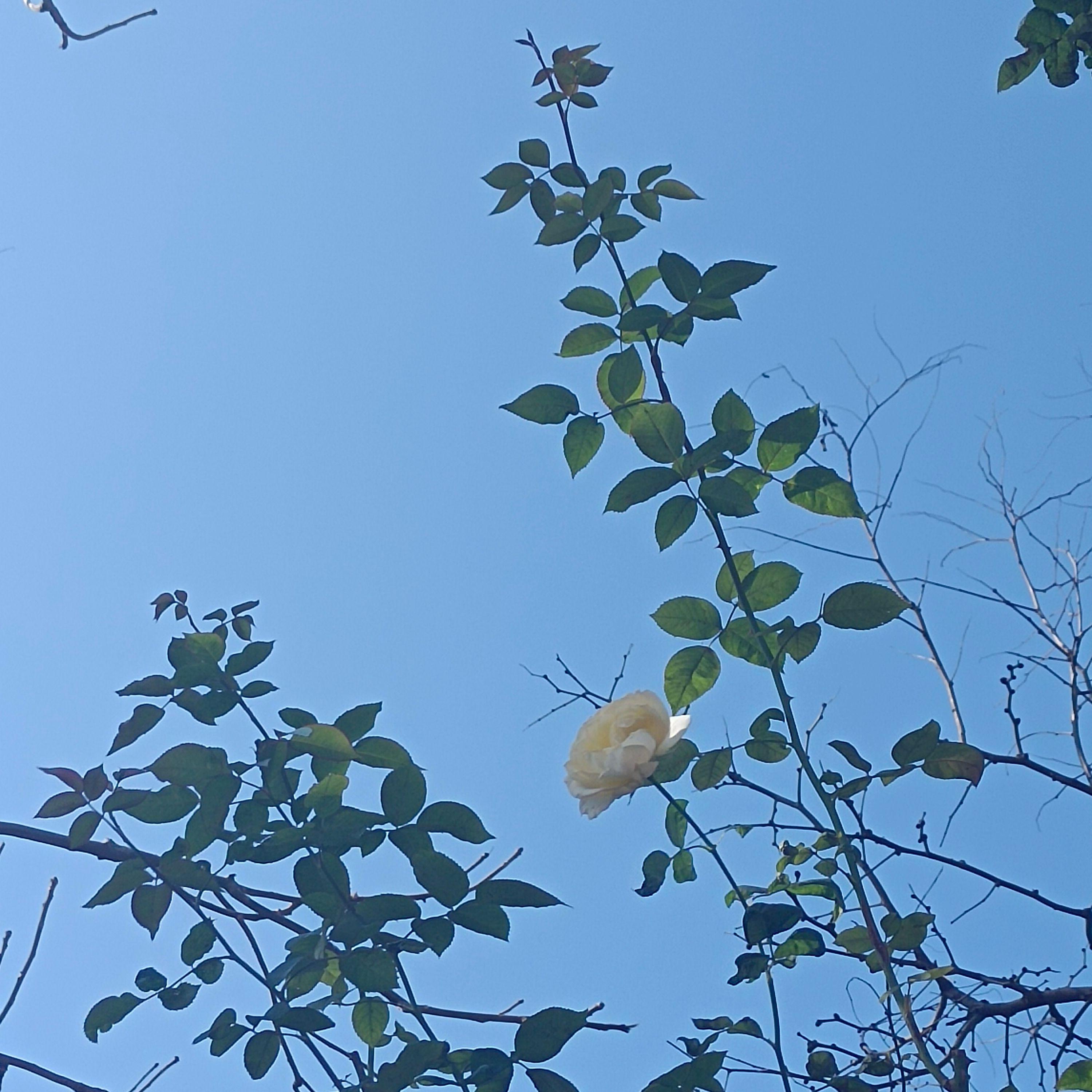 密云 - 小碗儿封面