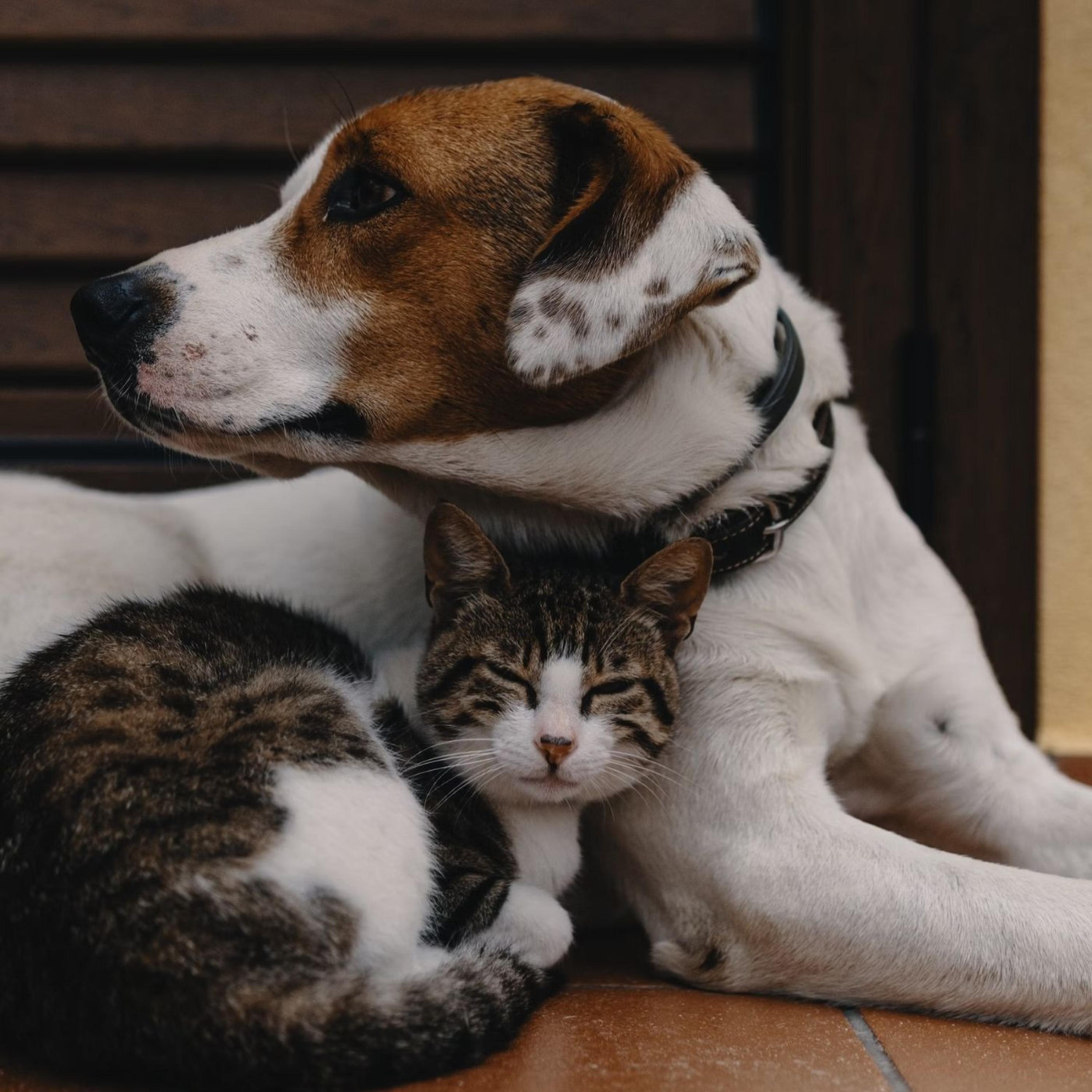 Dog vs Cat Pet: The Ultimate Showdown for Your Perfect Companion