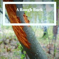 A Rough Buck