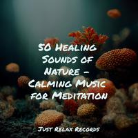 50 Healing Sounds of Nature - Calming Music for Meditation