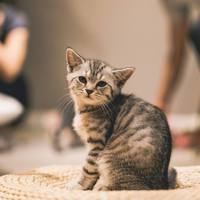 猫布奇诺（Demo）