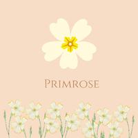 Primrose