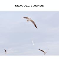 Seagull Sounds (Seagull Noise)