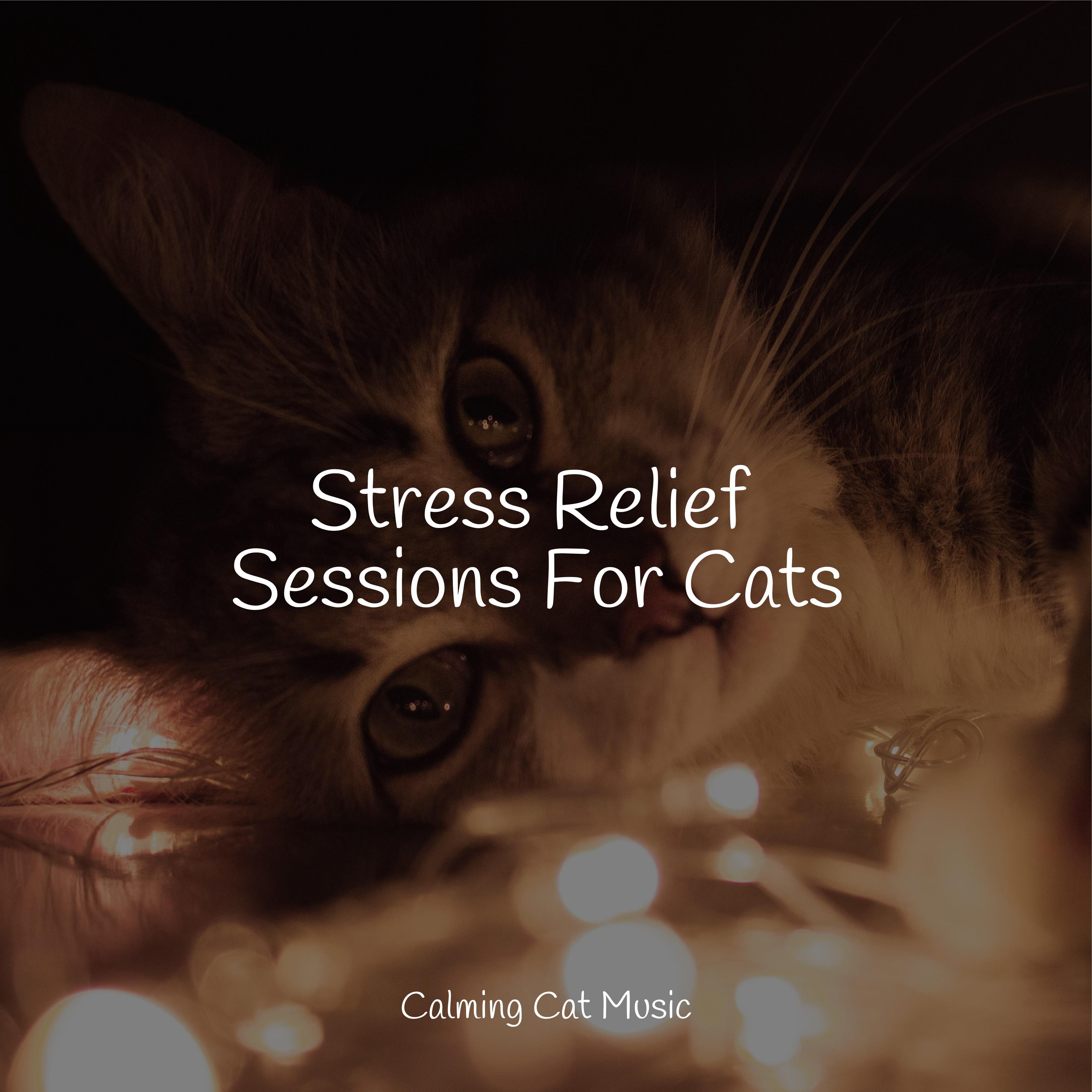 Take a Break_Music for Relaxing Cats_Stress Relief Sessions For Cats | 在线播放_Take a Break歌词_Take a Break下载 | 网易云音乐