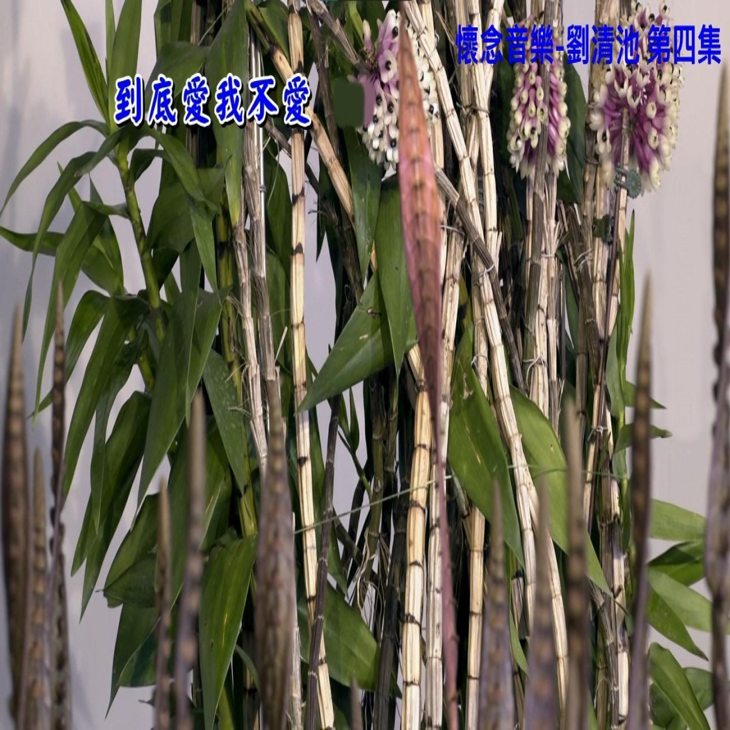 不如歸去封面