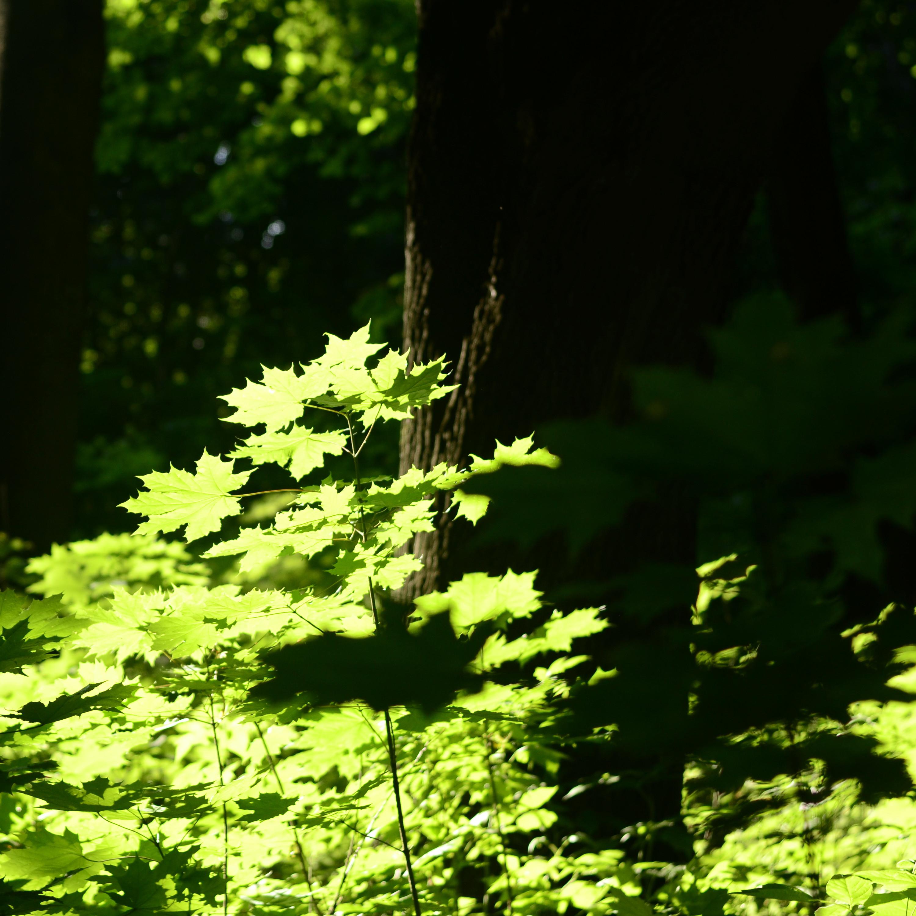 Lay Back (Sea Sound)