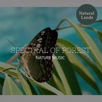 Spectral of Forest - Nature Music