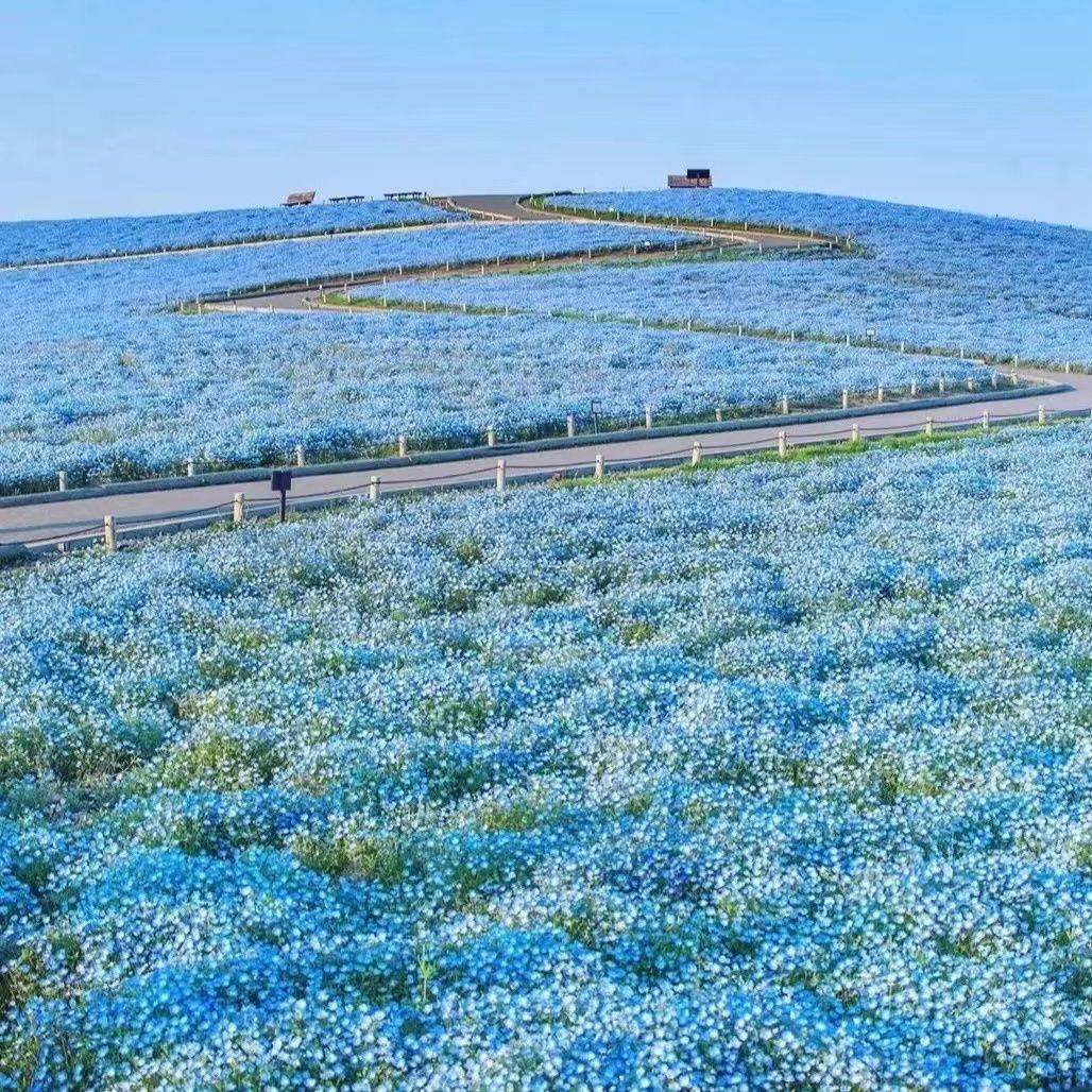 花海封面