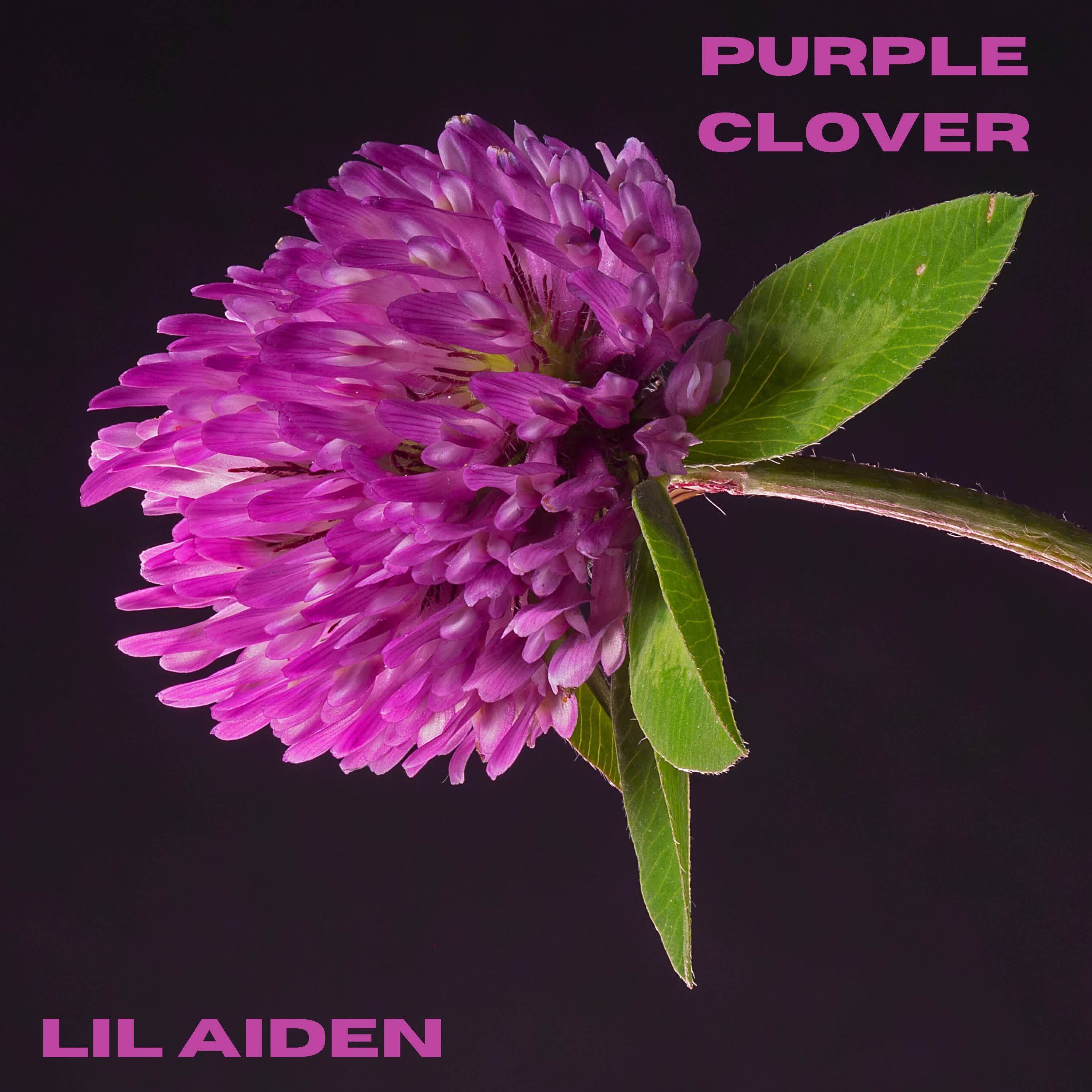 Purple Clover