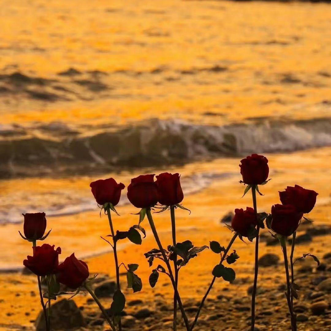 爱的供养（抖音热播版）