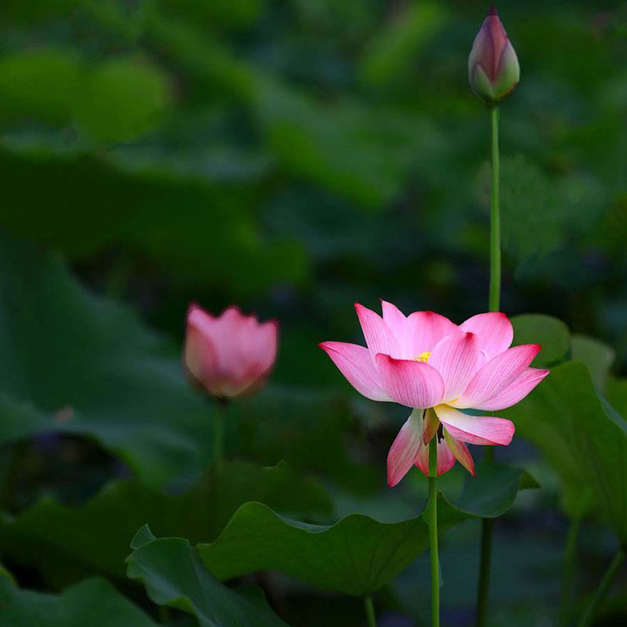 Aslap Kalisan（翻自 群星）封面