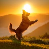 Orchestra Of Joyful Paws: Uplifting Symphonies For Dogs' Playtime And Relaxation