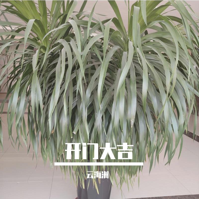 开门大吉封面