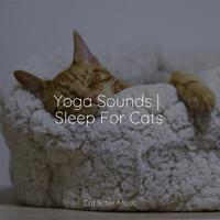 Yoga Sounds | Sleep For Cats