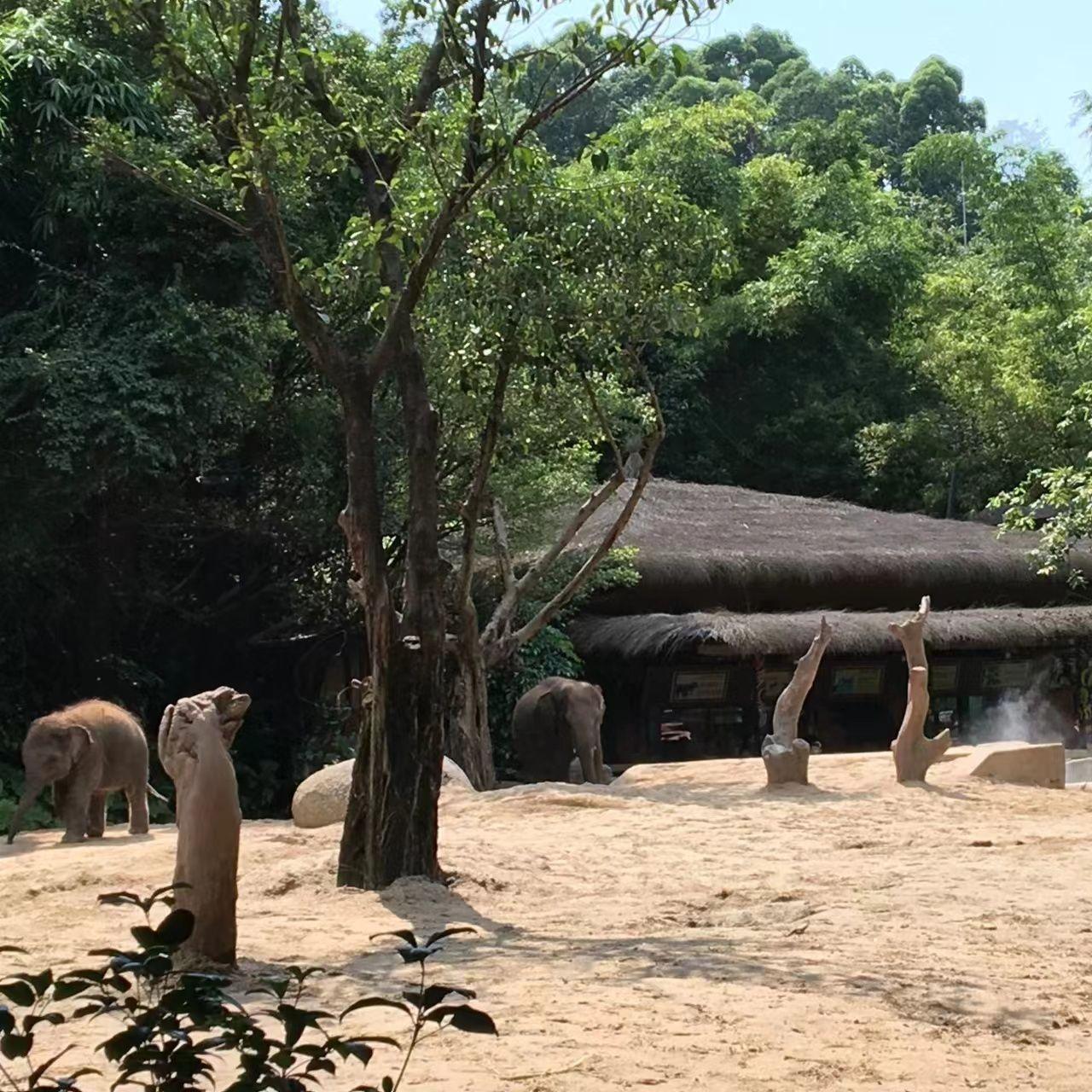 风云飞腾 - 运猫封面