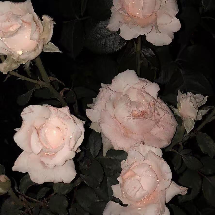 微醺白桃月季花封面