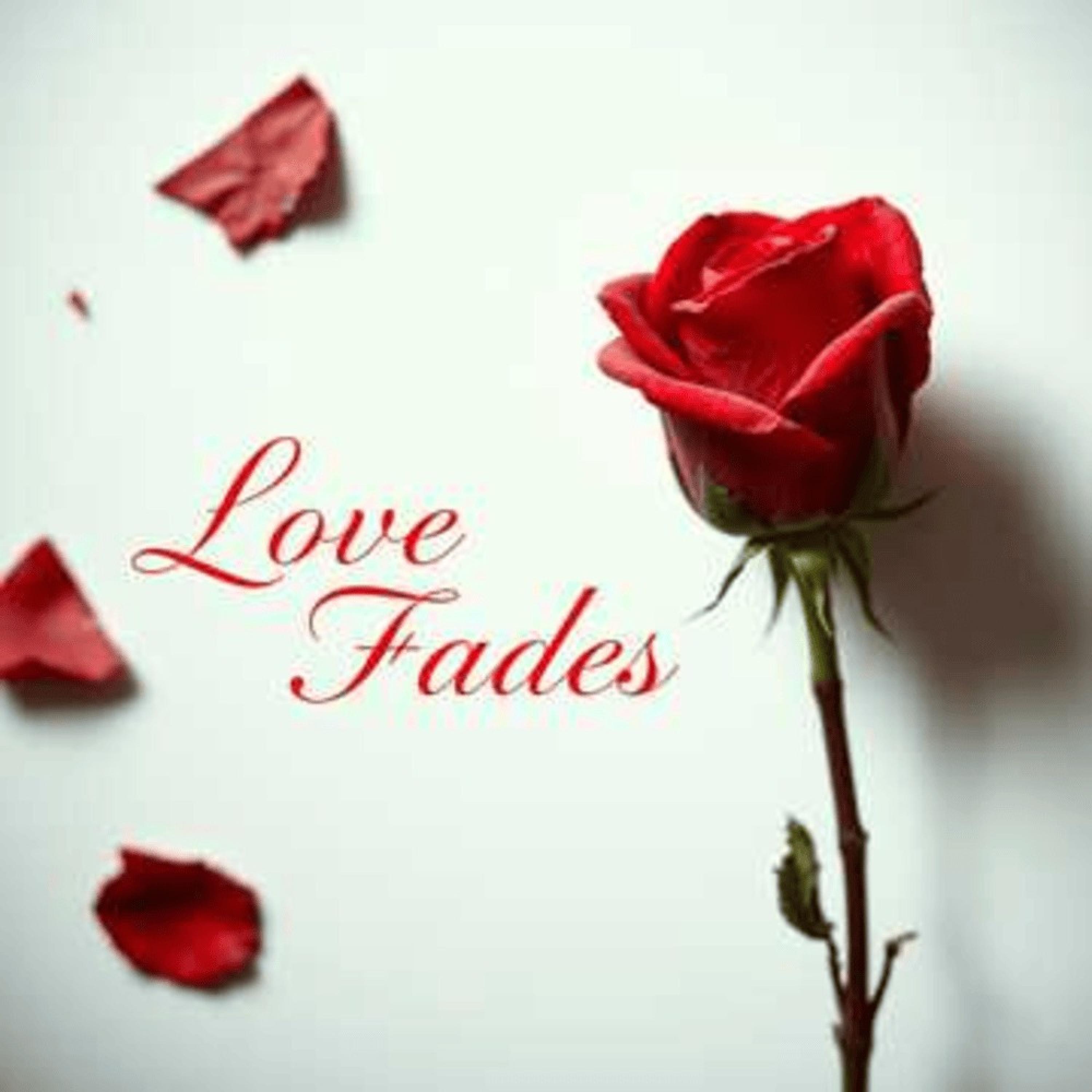 Love Fades