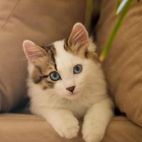 Calm Feline Moments: Raindrop Piano Cat Serenades