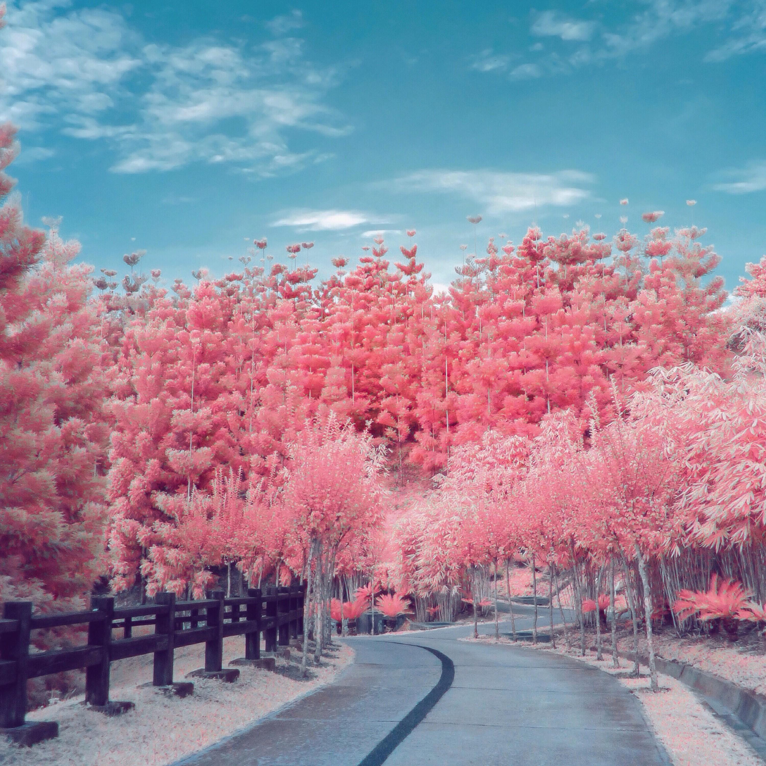 벚꽃 Cherry Blossom