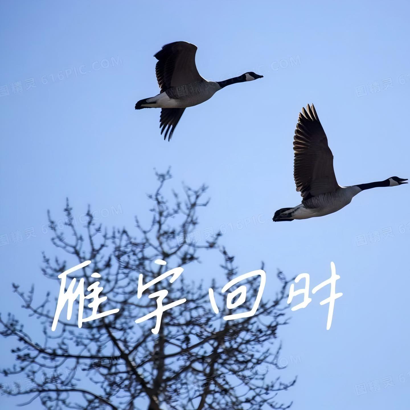 雁字归时 - 钟伊凡封面