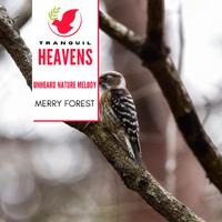 Unheard Nature Melody - Merry Forest