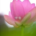 粉红色的回忆 (DJ版)封面