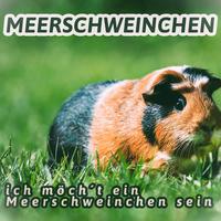 Ich möch't ein Meerschweinchen sein