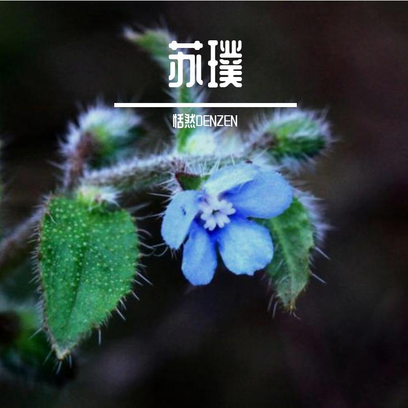 苏璞封面