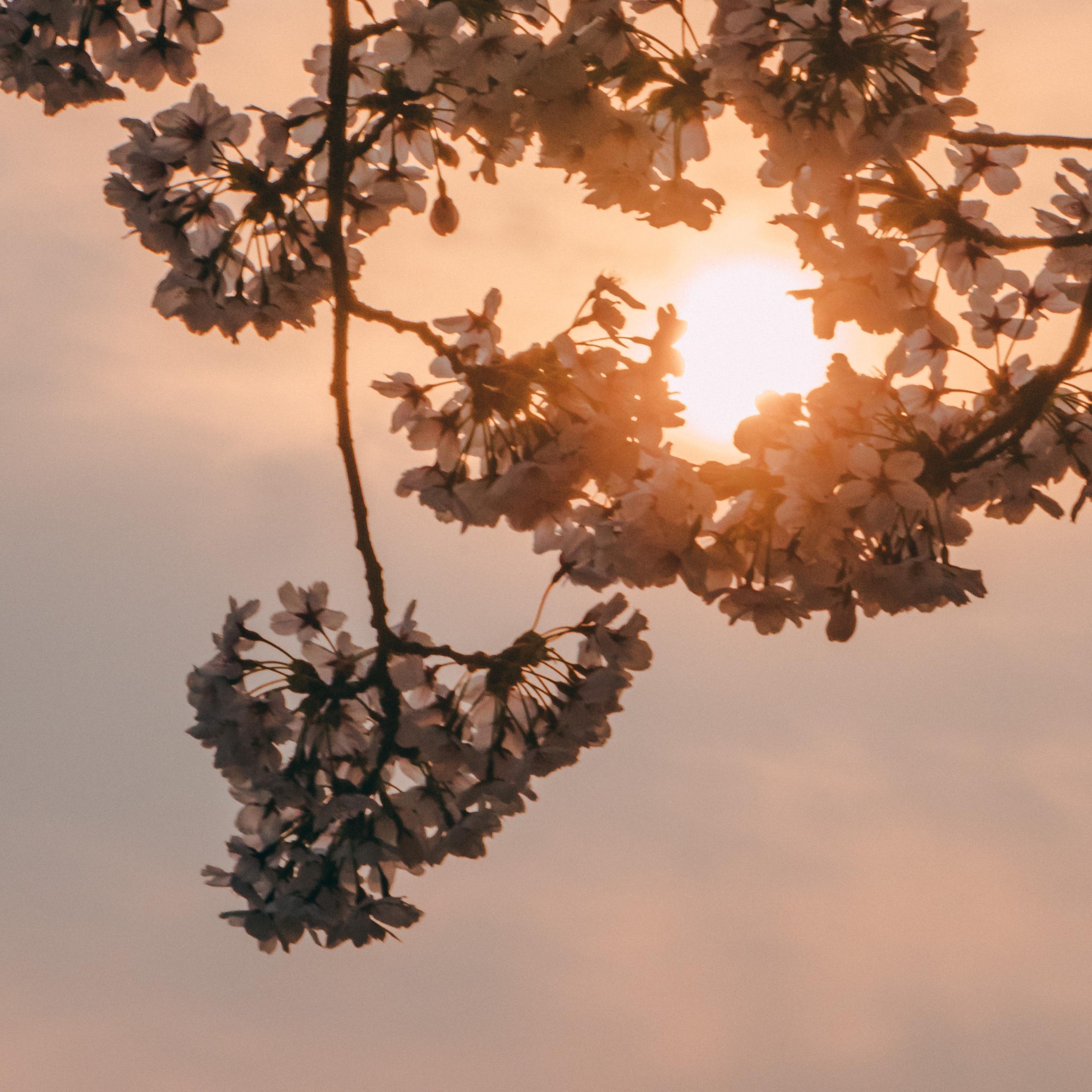 EC Twins-Compass（AshLynx remix）