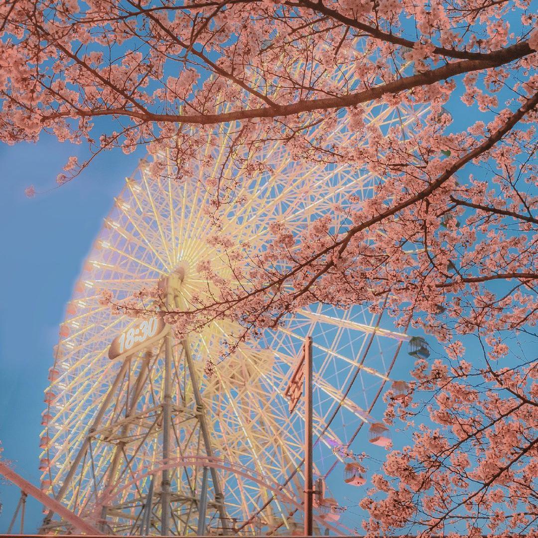 花鳥風月封面