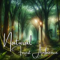 Natural Forest Ambience