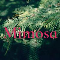 Mimosa