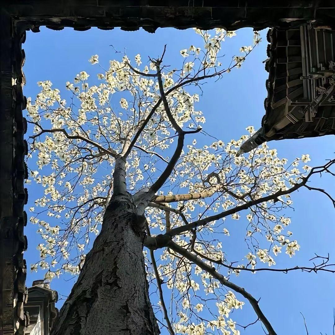 纯音乐 (20)封面