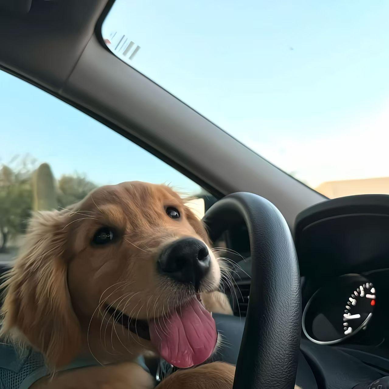 Magnolia (治愈纯音乐)