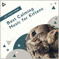 Best Calming Music for Kittens