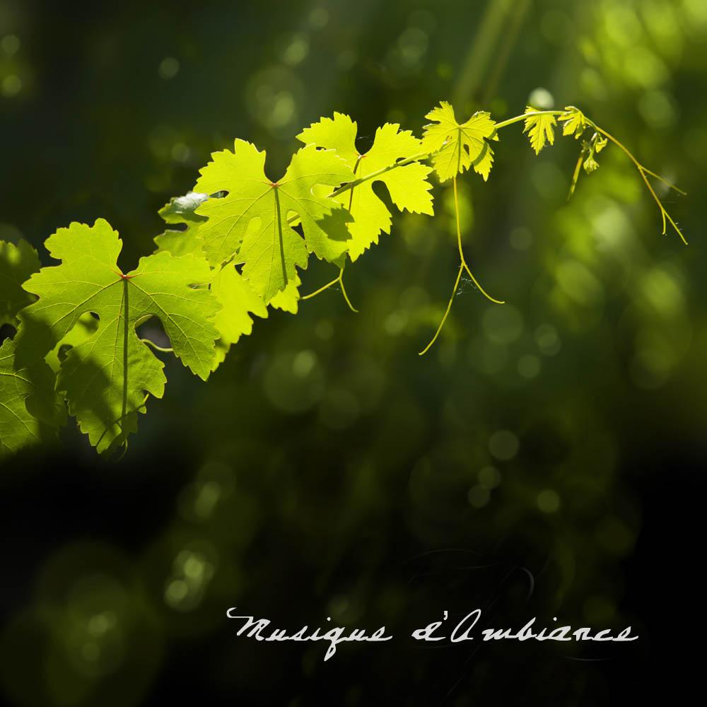 Changing Heart Musique d Ambiance Series 单曲 网易云音乐