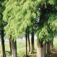 胖酥鱼wy