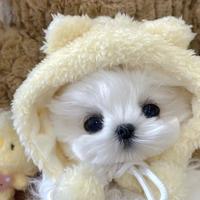 芋圆小狗Puppy资料,芋圆小狗Puppy最新歌曲,芋圆小狗PuppyMV视频,芋圆小狗Puppy音乐专辑,芋圆小狗Puppy好听的歌