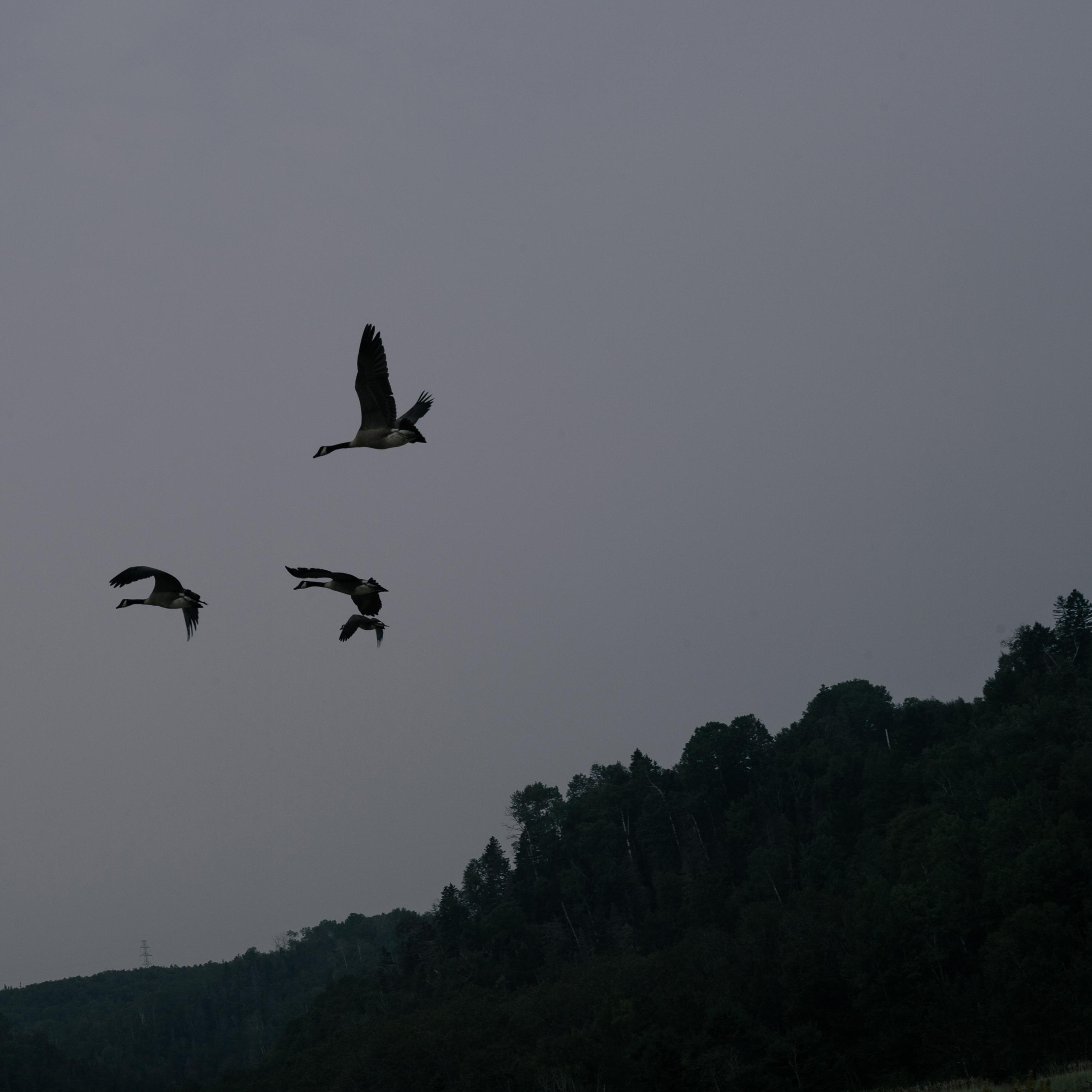 PICTURE (v.f.) [feat. Marie-Mai]