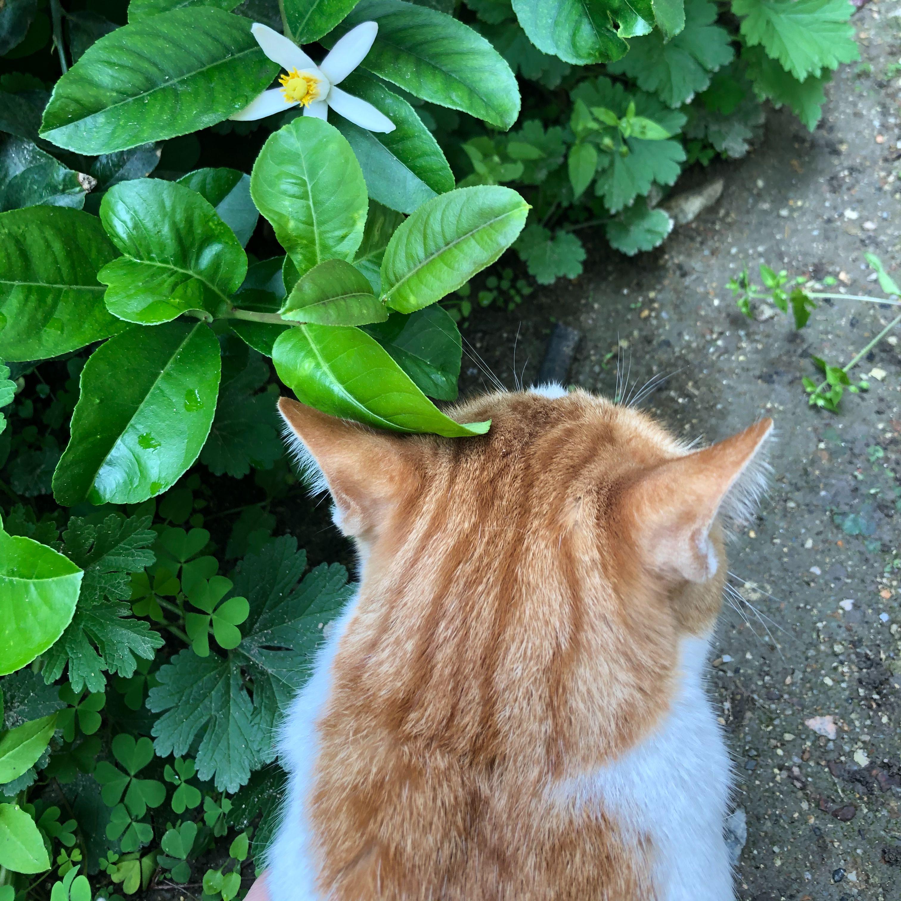 浴火成诗封面