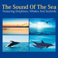 The Sound of the Sea - Featuring Dolphines, Whales and Seabirds