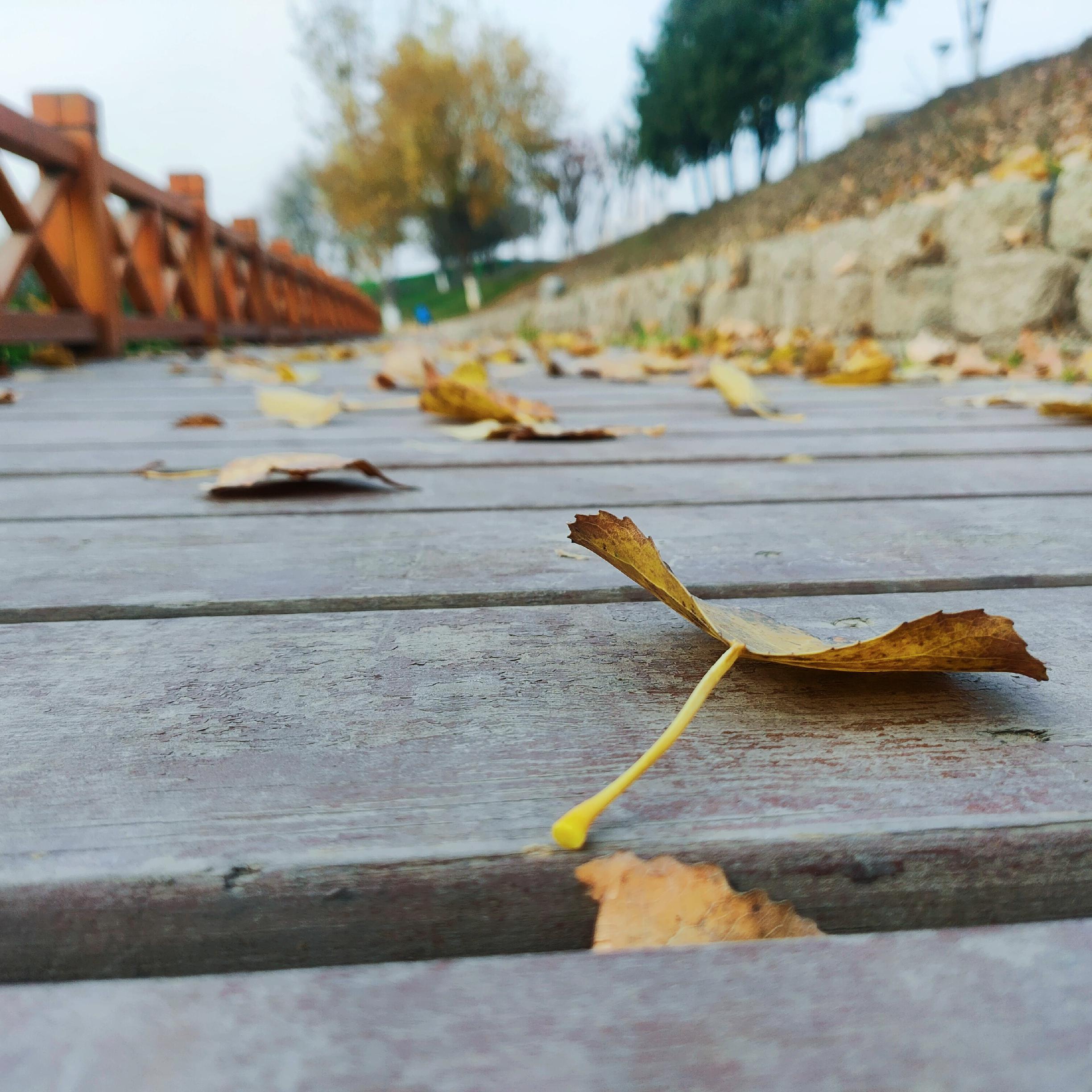 年轮说（翻自 杨丞琳）