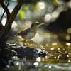 Asháninka Recordings - Calming Birdsong and Creek Sounds